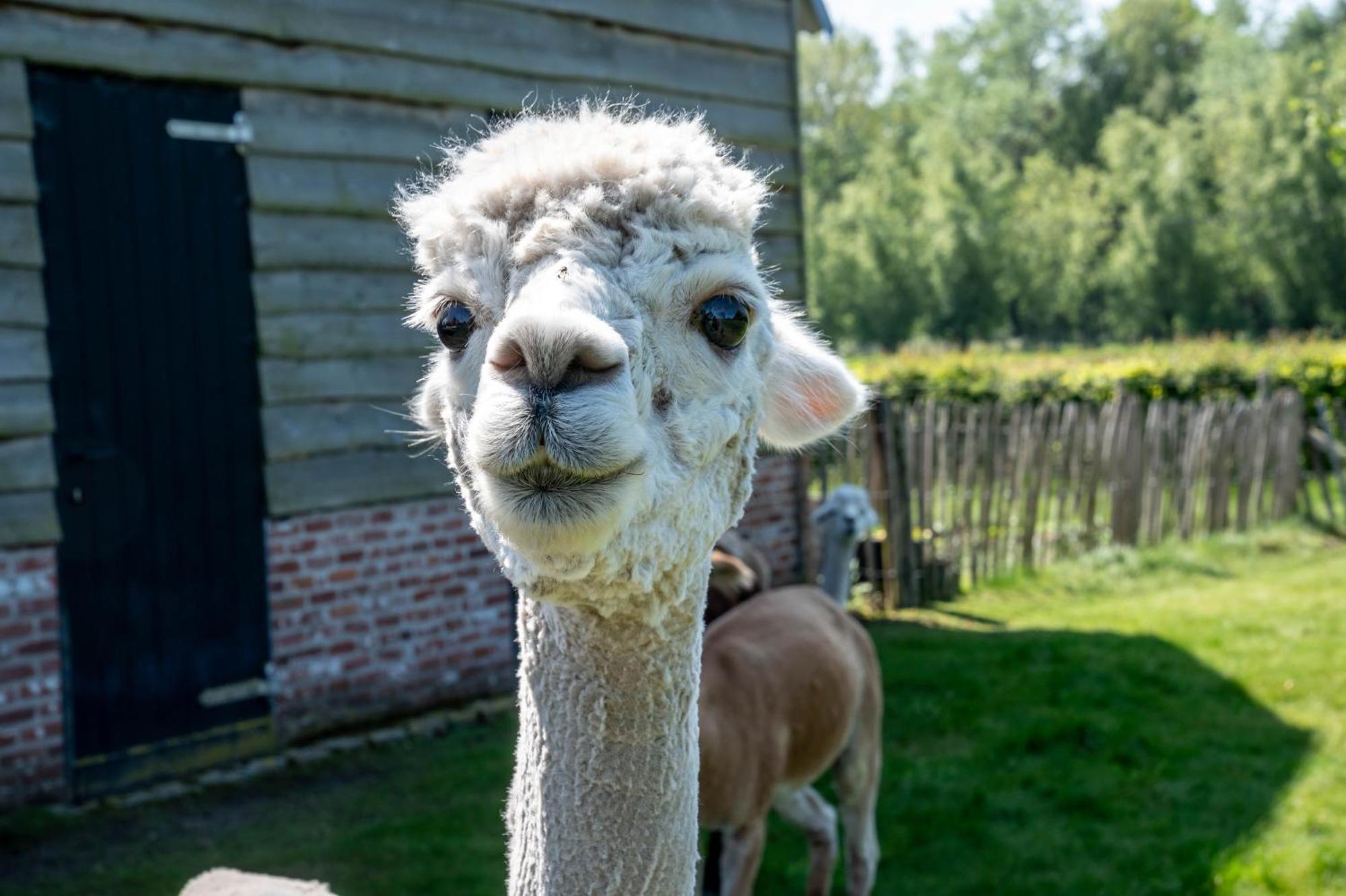 Hoeve Den Akker - Luxueuze Vakantiewoningen Met Privetuinen En Alpaca'S Nabij Brugge, Damme, Knokke, Sluis En Cadzand Exteriör bild